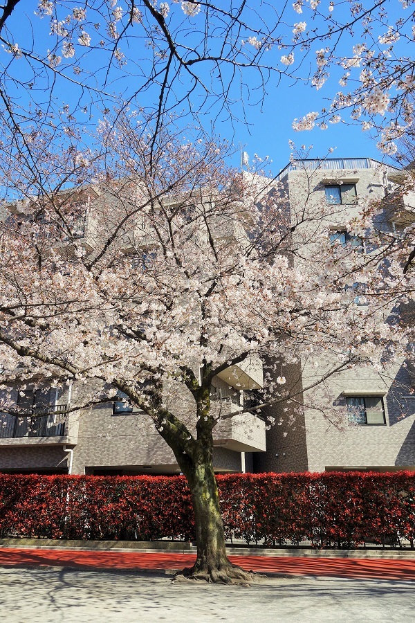 3月24日　お花見日和